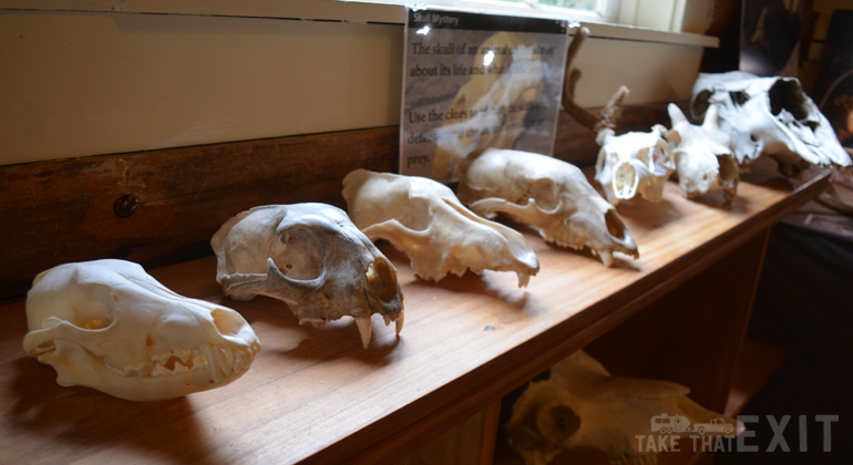 Apgar-Nature-Center-Glacier-skulls