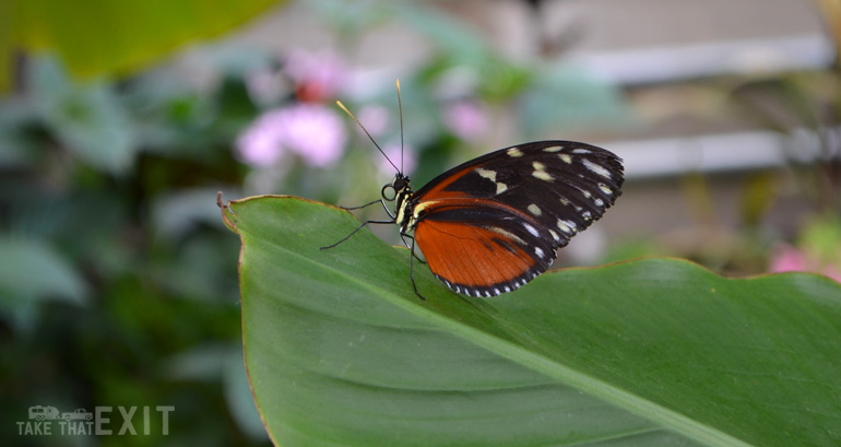 Mackinac-Island-Butterfly-2