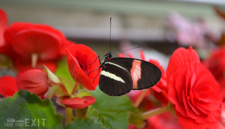 Mackinac-Island-Butterfly-5