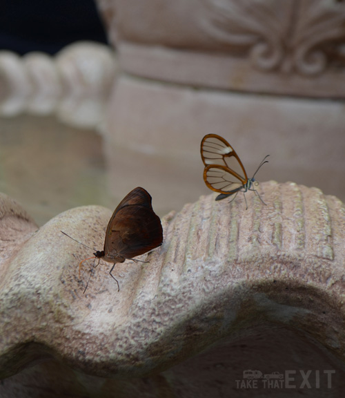 Mackinac-Island-Butterfly-7