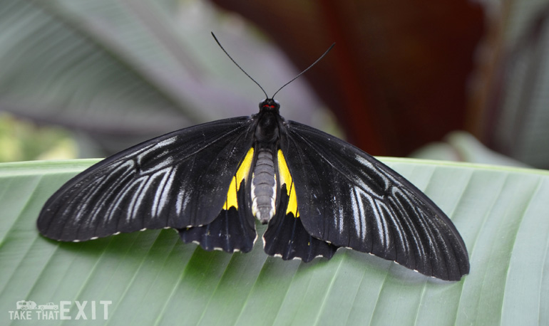 Mackinac-Island-Butterfly-8