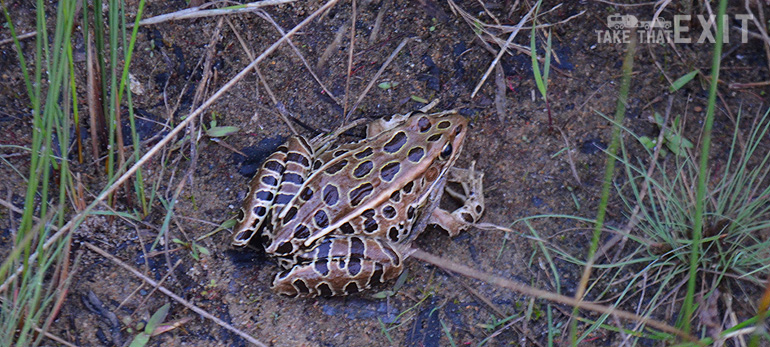 Tawas-Point-SP-frog