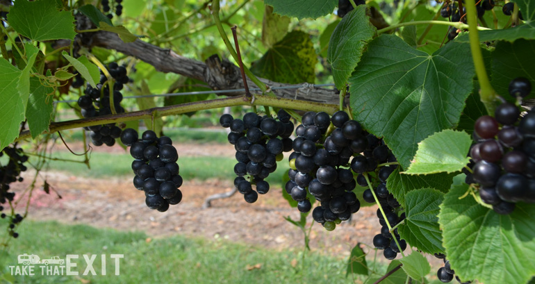 Vineyard-Ohio-grapes-harvest-hosts
