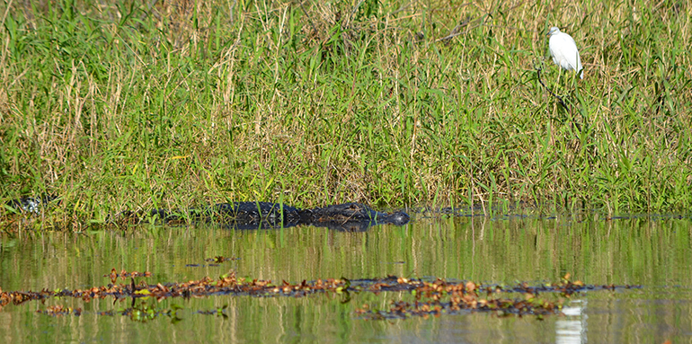 Alligators-with-Bird-Myakka-River