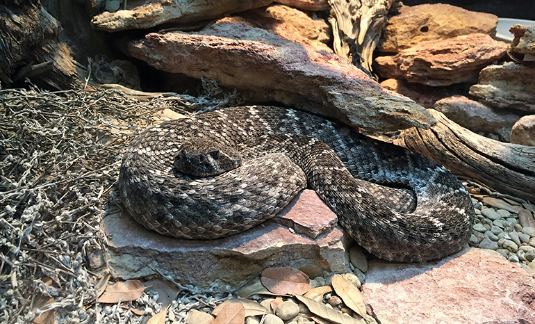 Carlsbad-Living-Zoo-Rattlesnake