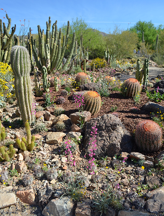 Arizona-Sonora-Desert-Flowers-Bloom