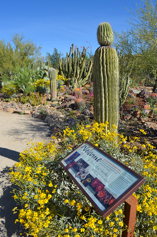 Arizona-Sonora-Desert-Flowers