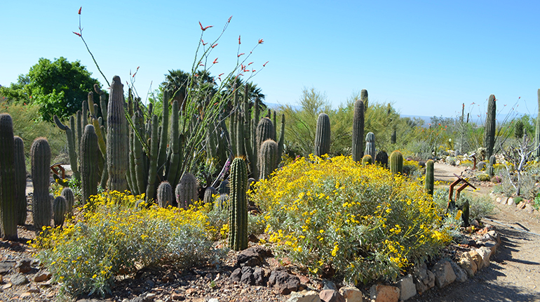 Arizona-Sonora-Desert-Garden-Area