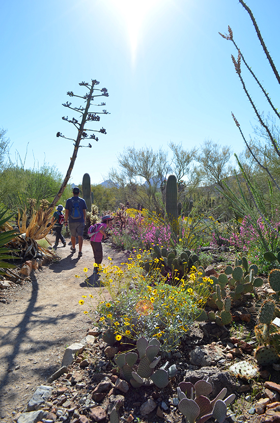 Arizona-Sonora-Desert-Museum-Flowers-Trail