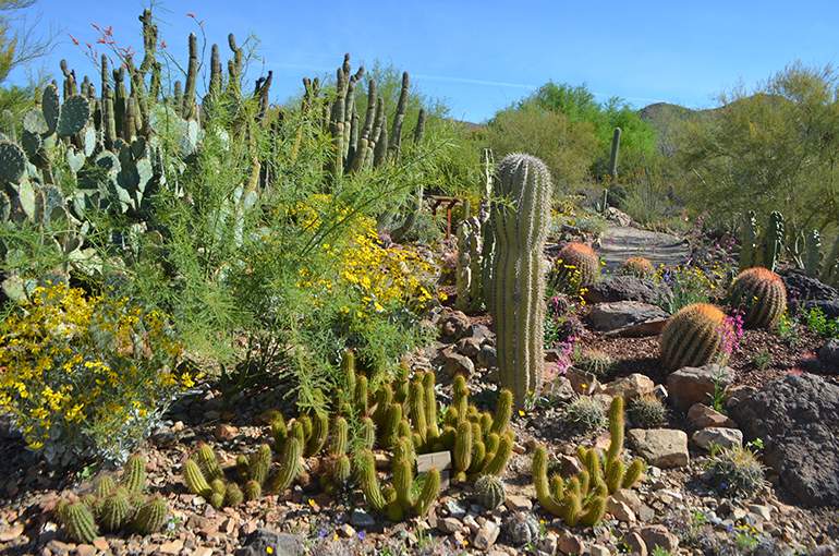 Arizona-Sonora-Desert-Museum-Flowers