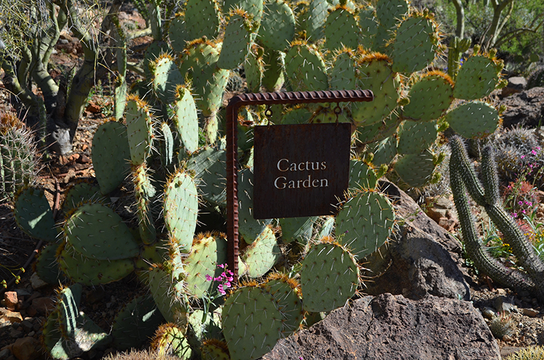 Cactus-Garden-Arizona-Sonora-Desert