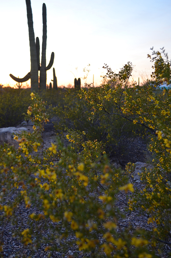 Gilbert-Ray-campground-flowers-sunset