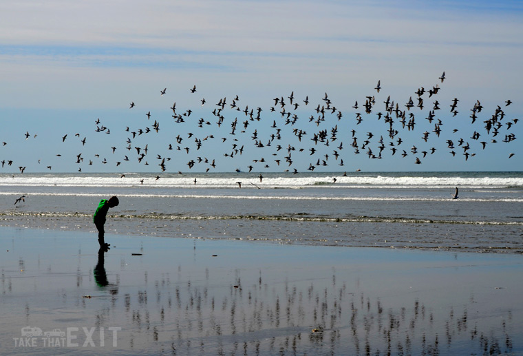 Beach-combing Grayland Beach State Park