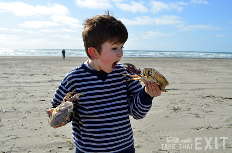 Kid playing with crabs at Grayland Beach State Park