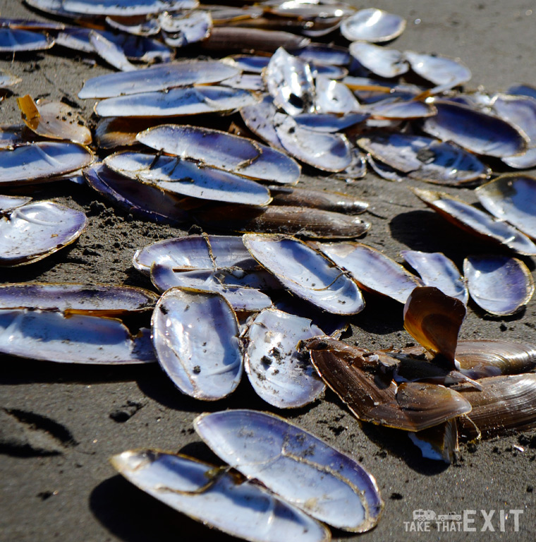 Razor clam shells at Grayland Beach State Park (Washington)
