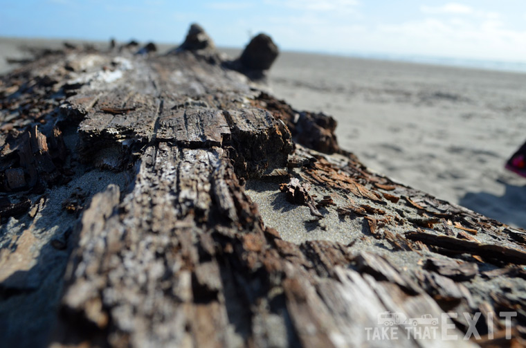 Sandy log at Grayland Beach State Park