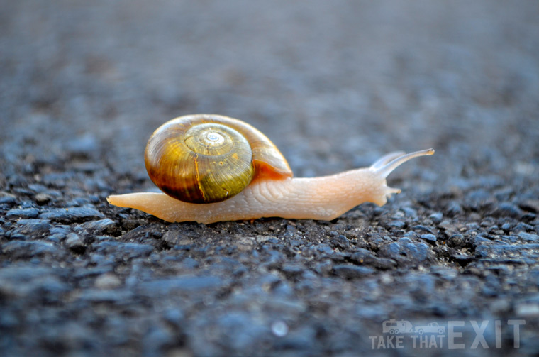 Snail at the beach.