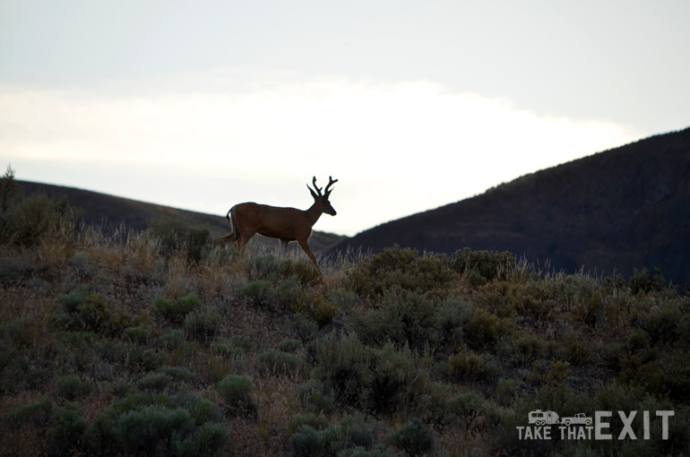 Buck-skyline-Sun-Lakes-state-park