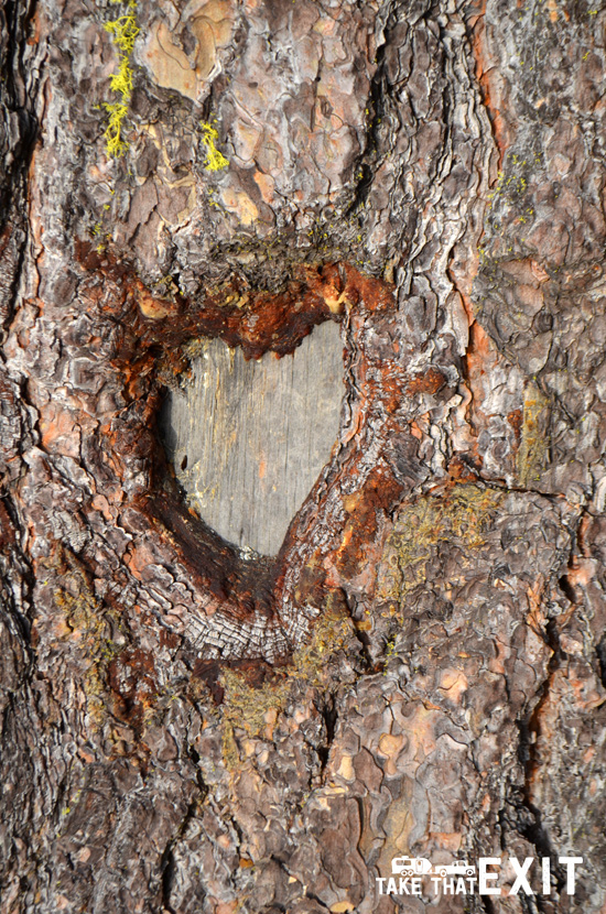 A heart in a tree at Lake Wenatchee state park