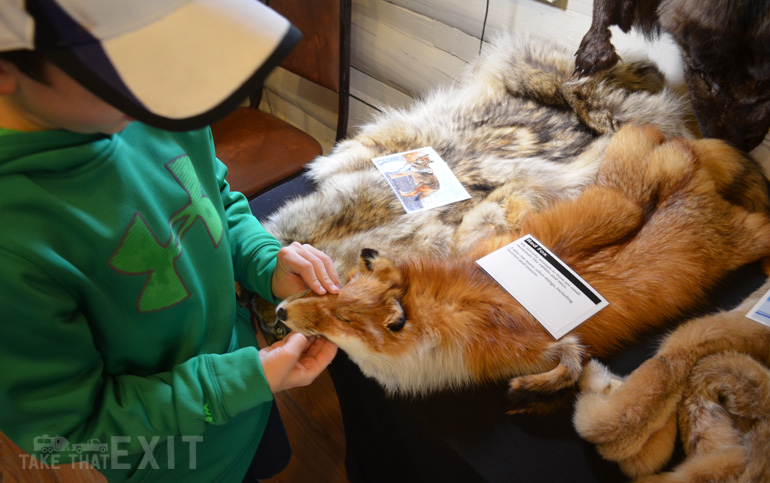 Apgar-Nature-Center-Glacier-fox-pelt