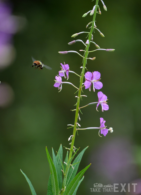 Fireweed-Bees-Stanton-Lake-2