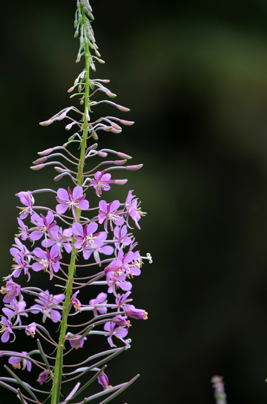 Flathead-National-Forest-Fireweed