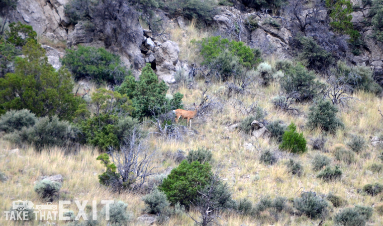 Lewis-Clark-Caverns-deer