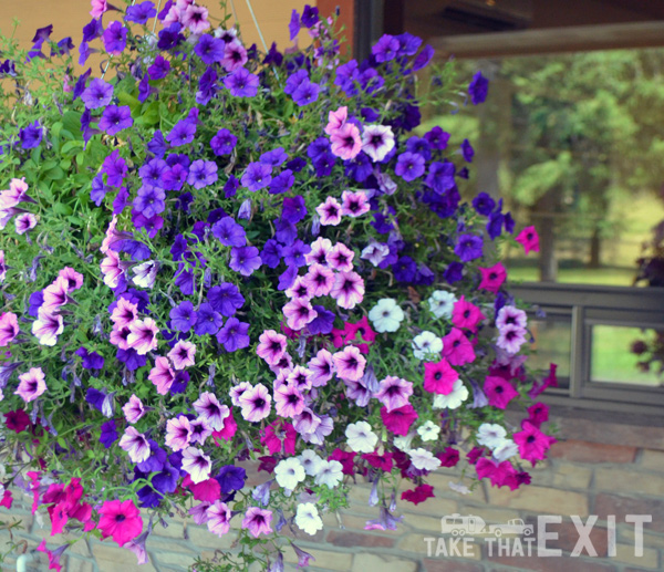 Ravenwood-Hanging-Basket