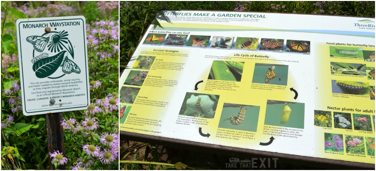 Butterfly-Monarch-Waystation-Eastman