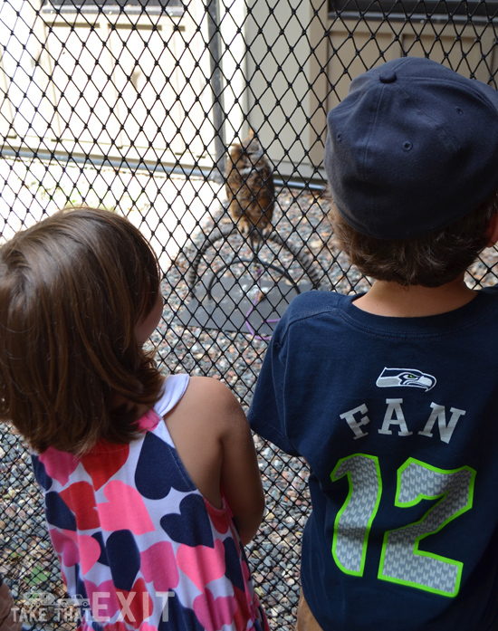 Owl-Eastman-center