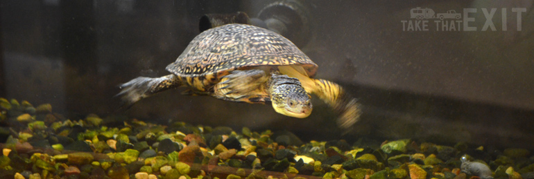 Turtle-Swimming-Eastman-Nature-Center