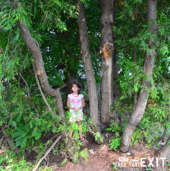 Harrisville-State-Park-trees-play