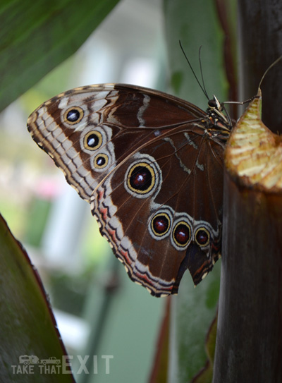 Mackinac-Island-Butterfly-1