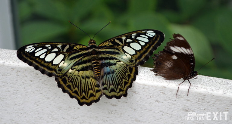 Mackinac-Island-Butterfly-10