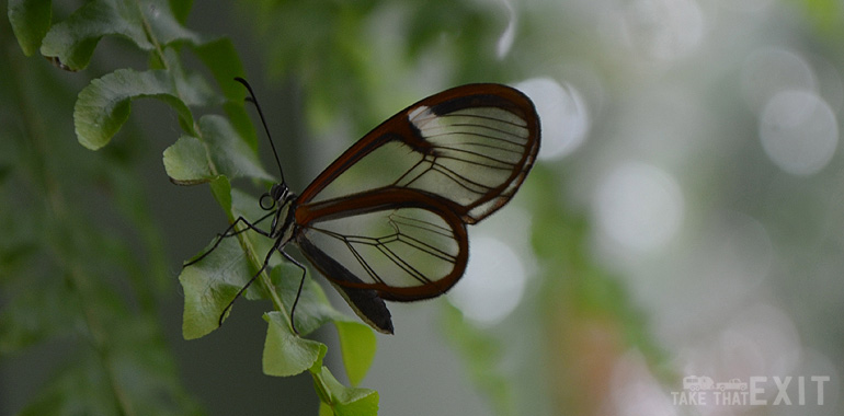 Mackinac-Island-Butterfly-6
