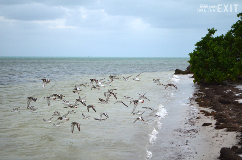 Birds-Curry-Hammock-State-Park