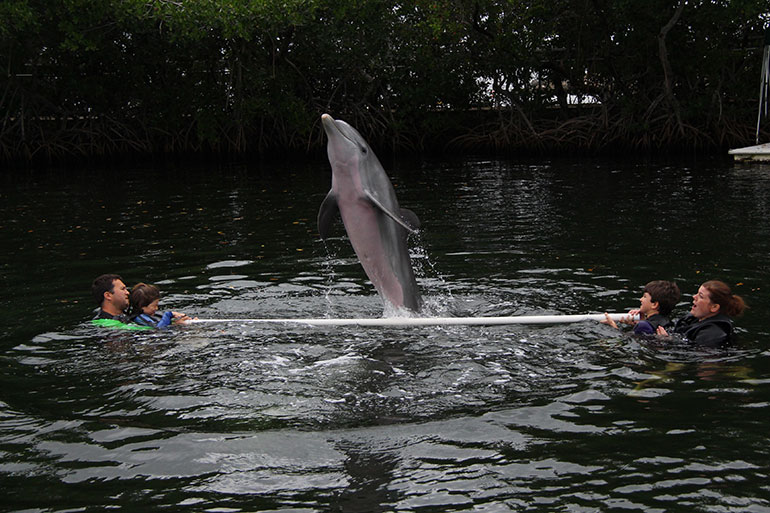 Dolphin-Jumps-over-bar