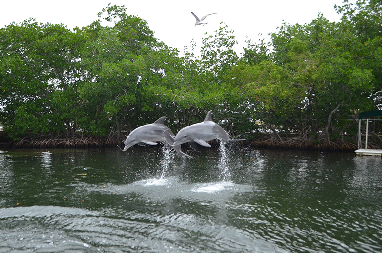 Dolphins-Jumping-Dolphins_plus-Jan-2016