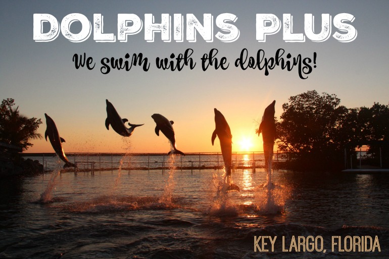 Dolphins-Plus-Key-Largo-Review
