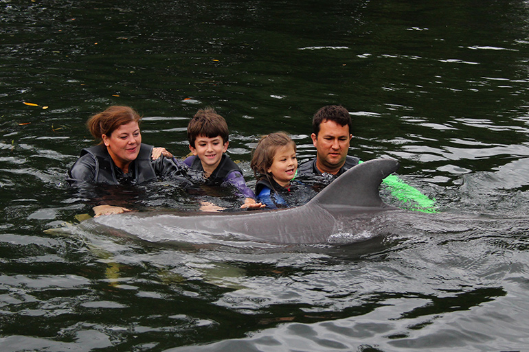 Dolphins-getting-acquainted