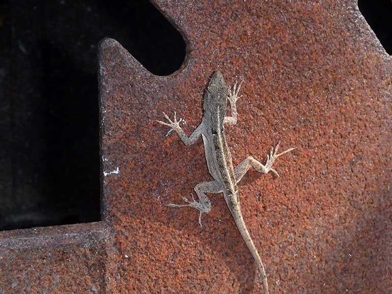 Gecko-Long-Key-State-Park