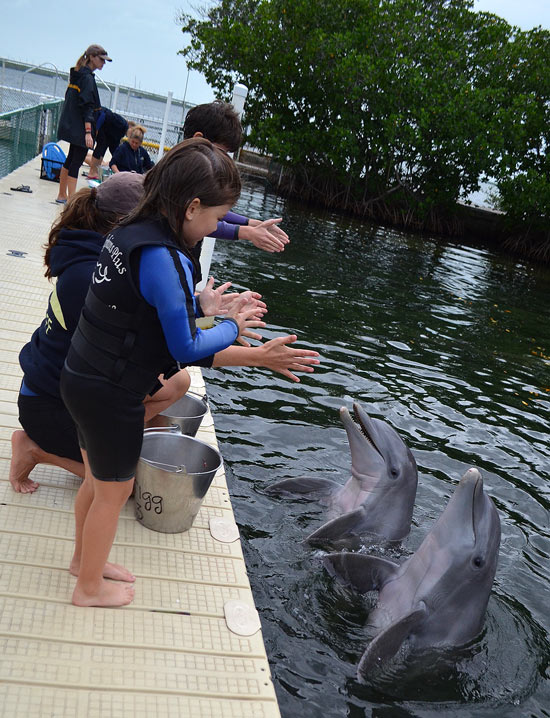 Training-the-Dolphins-Plus