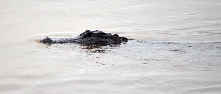 Alligator-Sanibel-Wildlife-Refuge