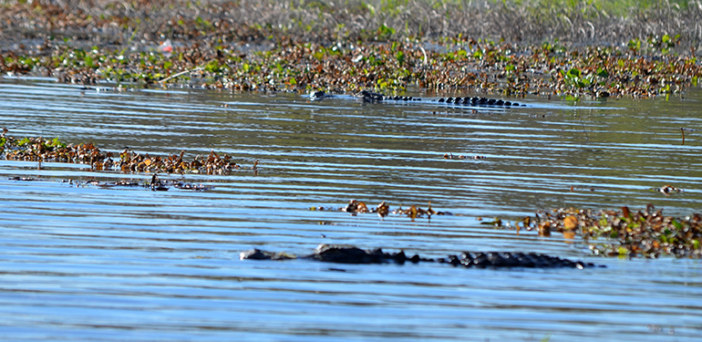 Alligator-pair-Myakka-River-State-Park