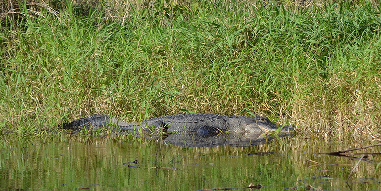 Alligators-Myakka-River-State-Park-tour
