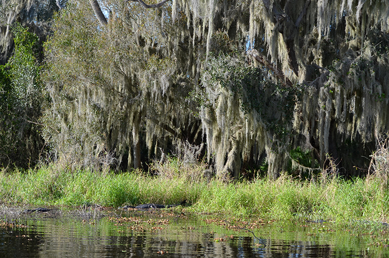 Alligators-Spanish-Moss-Myakka-River