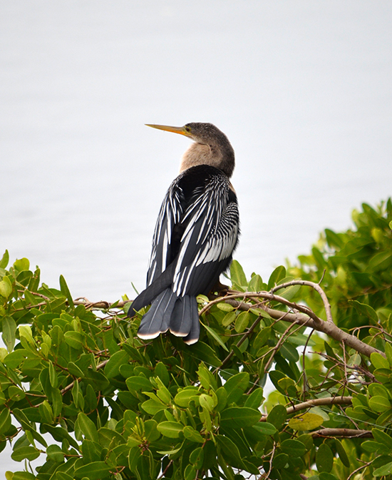 Ding-Wildlife-Refuge-bird