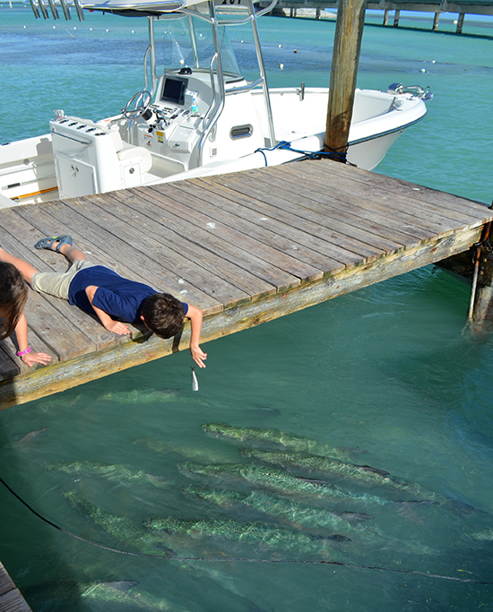 Feeding-Tarpons-Robbies-Liam