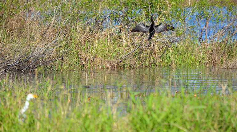 Myakka-River-Boat-Ahinga