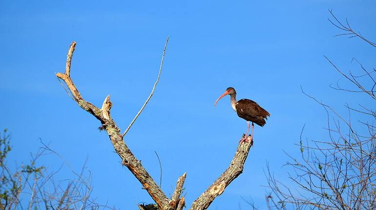 Myakka-River-Boat-Tour-Bird